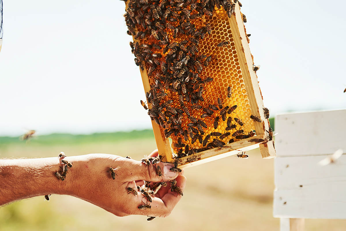 with-bare-hands-beekeeper-works-with-honeycomb-ful-7X59W4J.jpg
